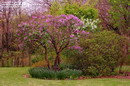 یاس خوشه ای